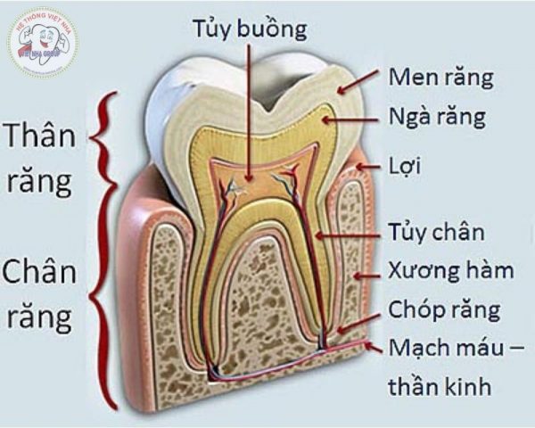 Các bệnh lý răng miệng phổ biến